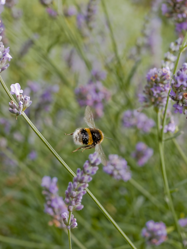 Busy busy bumble bee among Lavender