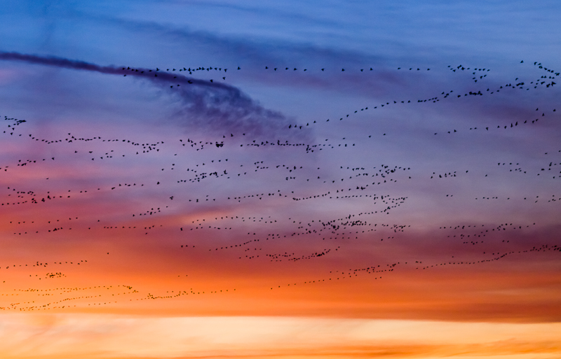 Flocks Geese in the Sunset Sky